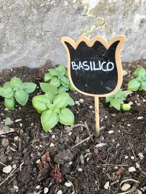 basilico