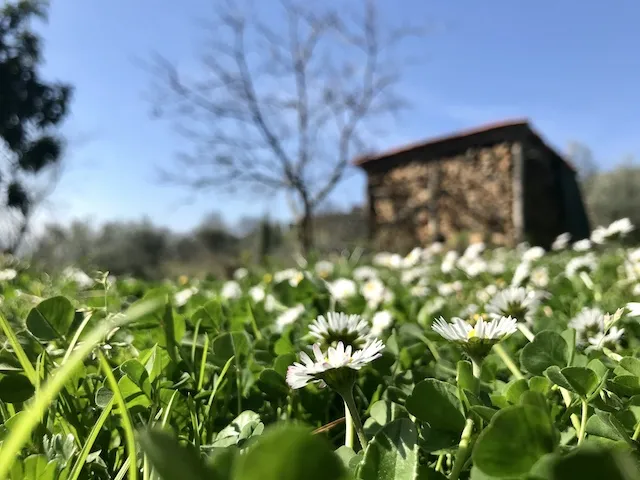 Prodotti biologici come Olio e Miele