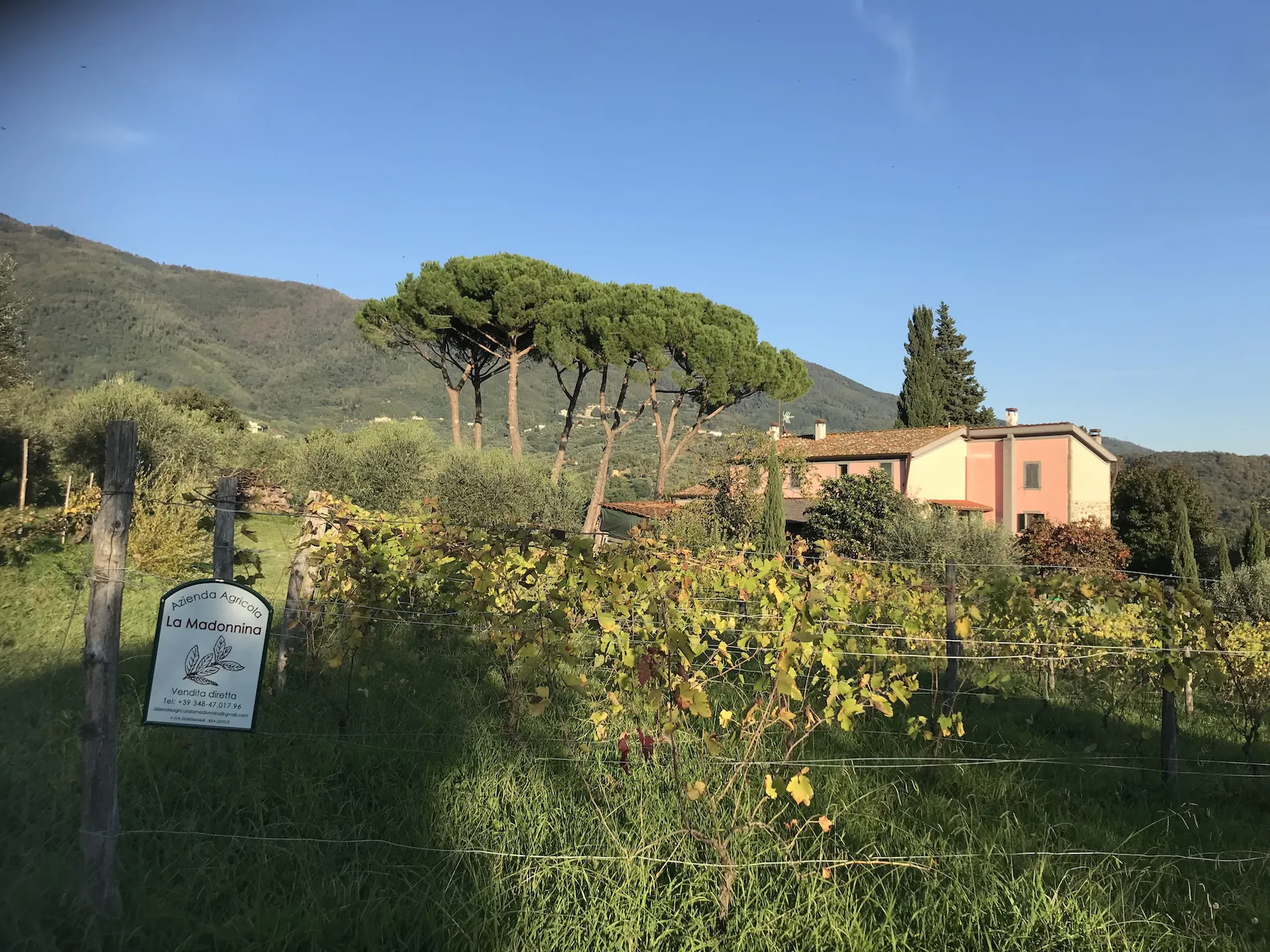 Fattoria La Madonnina